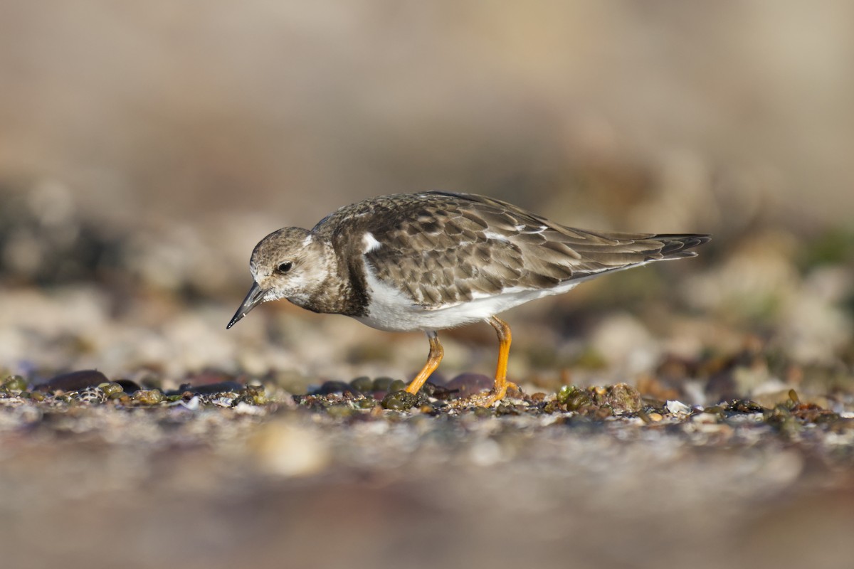 kamenáček pestrý - ML646097424