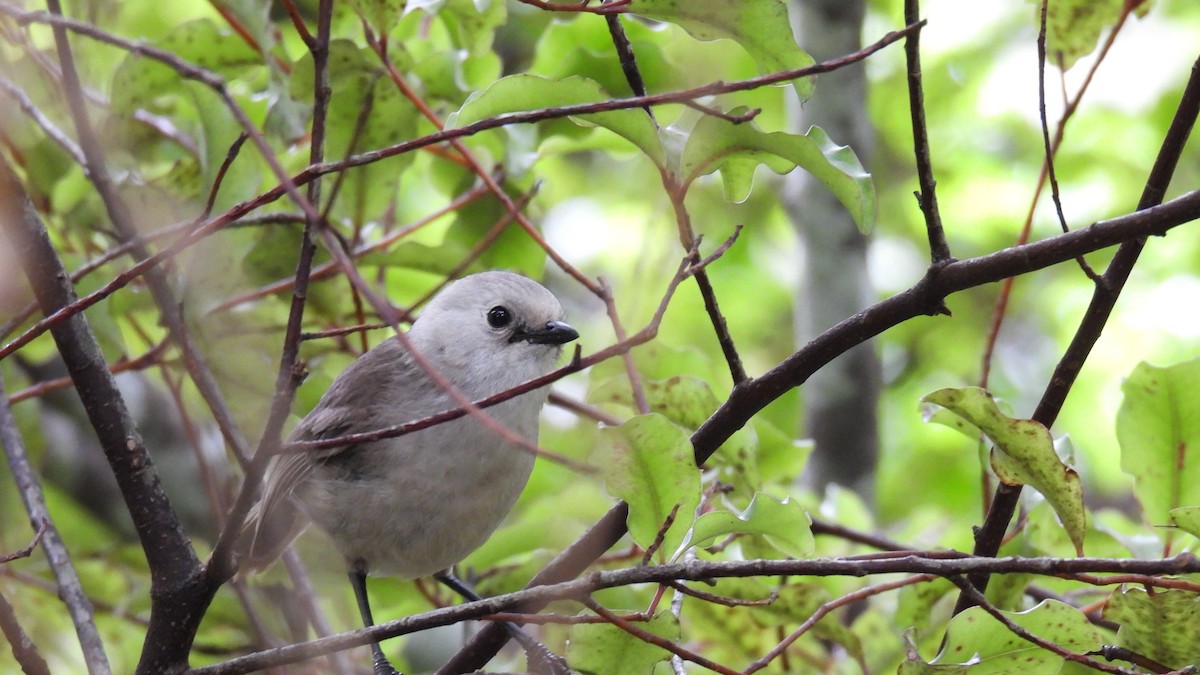 Whitehead - ML646097426