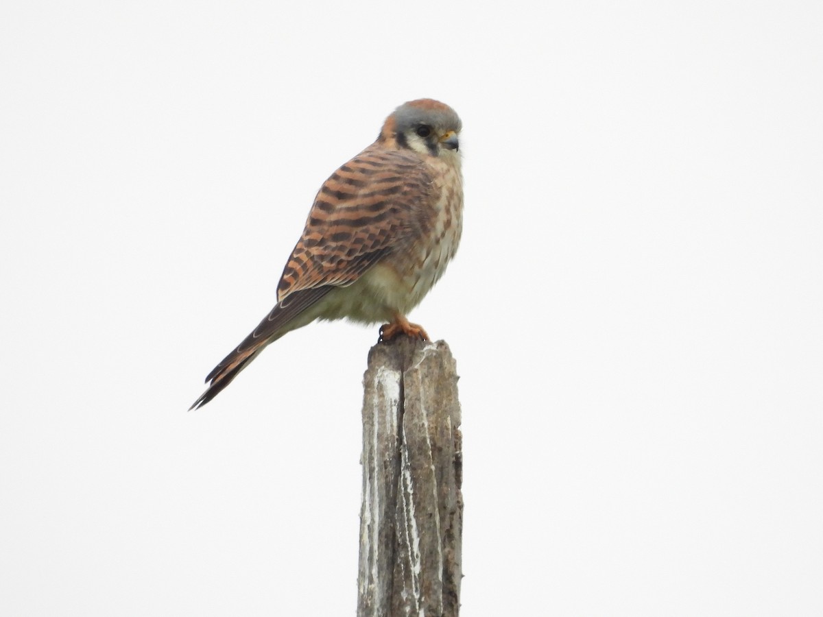 בז אמריקני - ML646097427