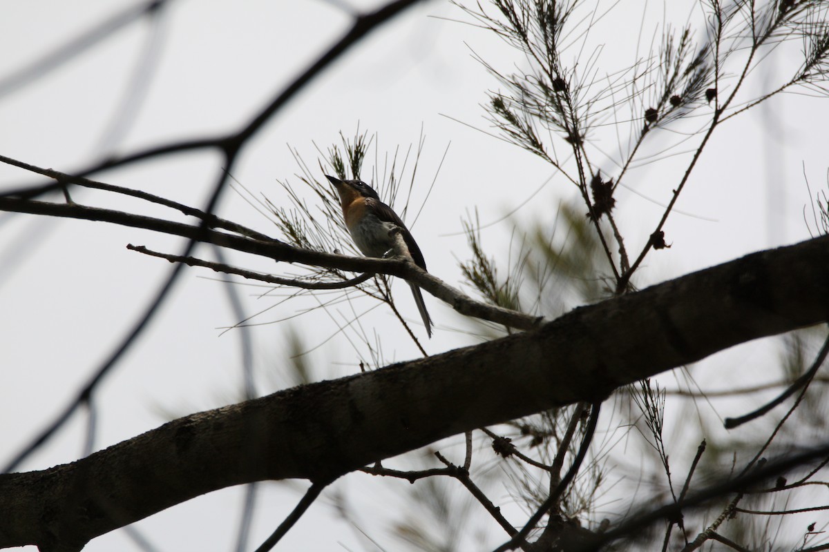 Leaden Flycatcher - ML646097428