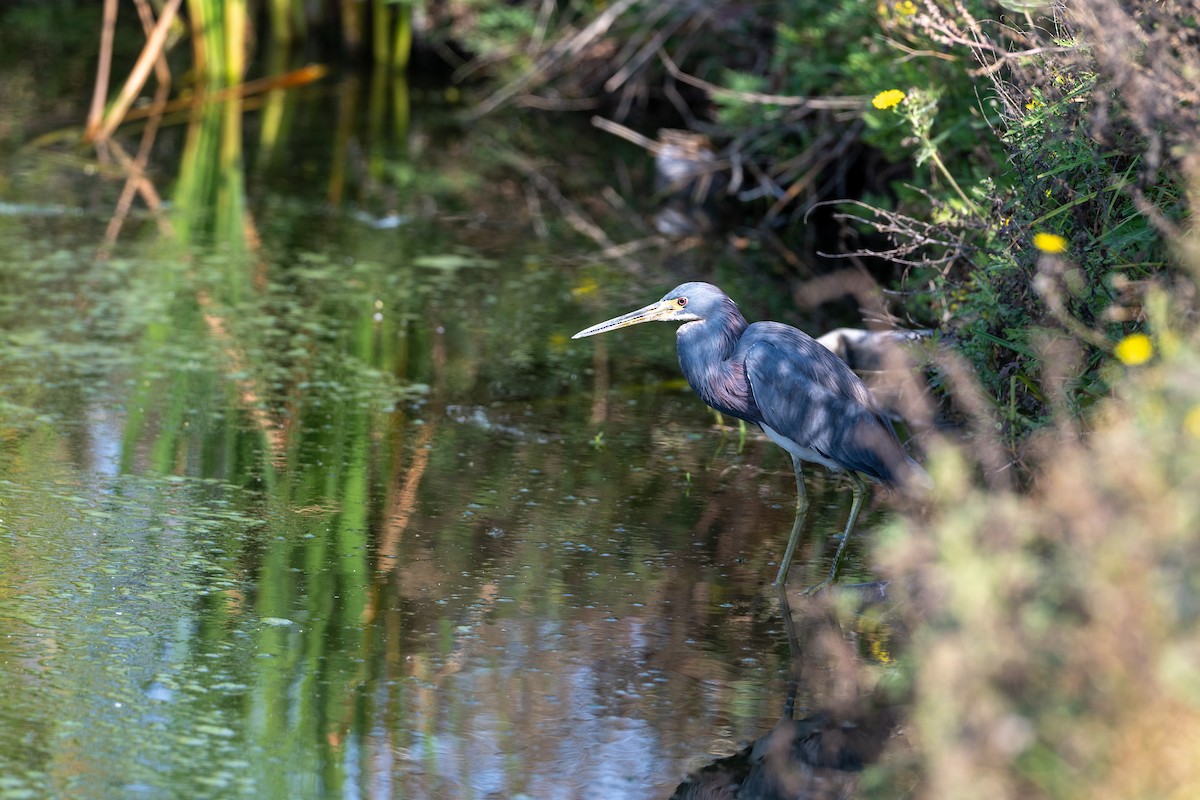 Tricolored Heron - ML646097435
