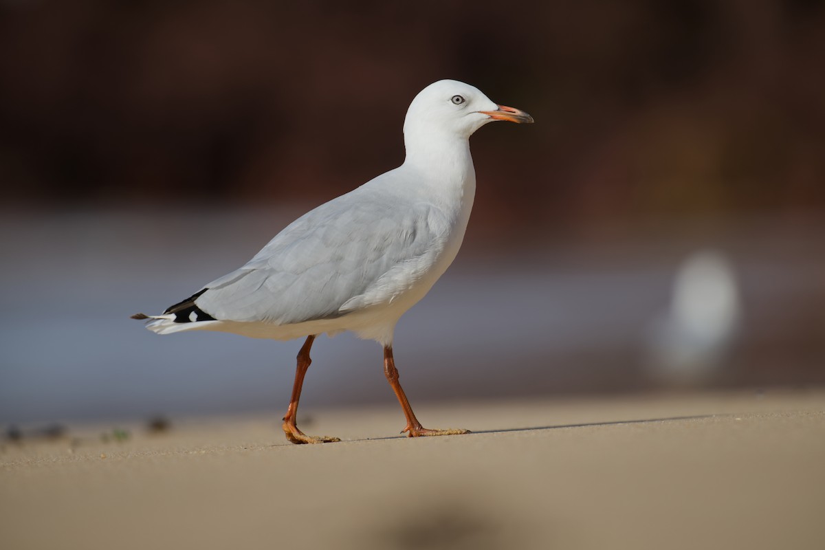 racek australský - ML646097437