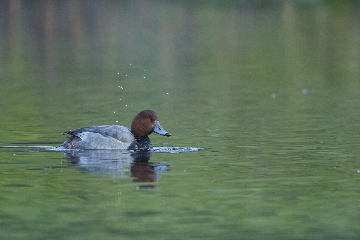 Redhead - ML646097444