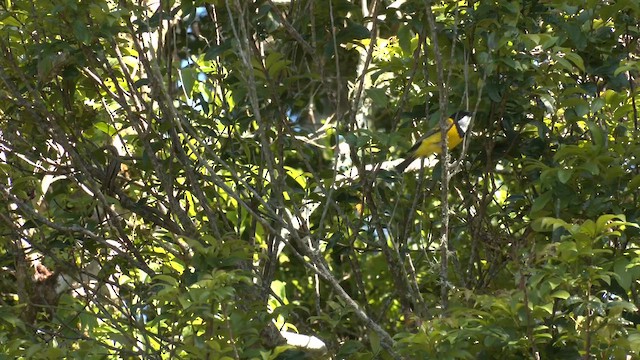 Golden Whistler (Eastern) - ML646097451