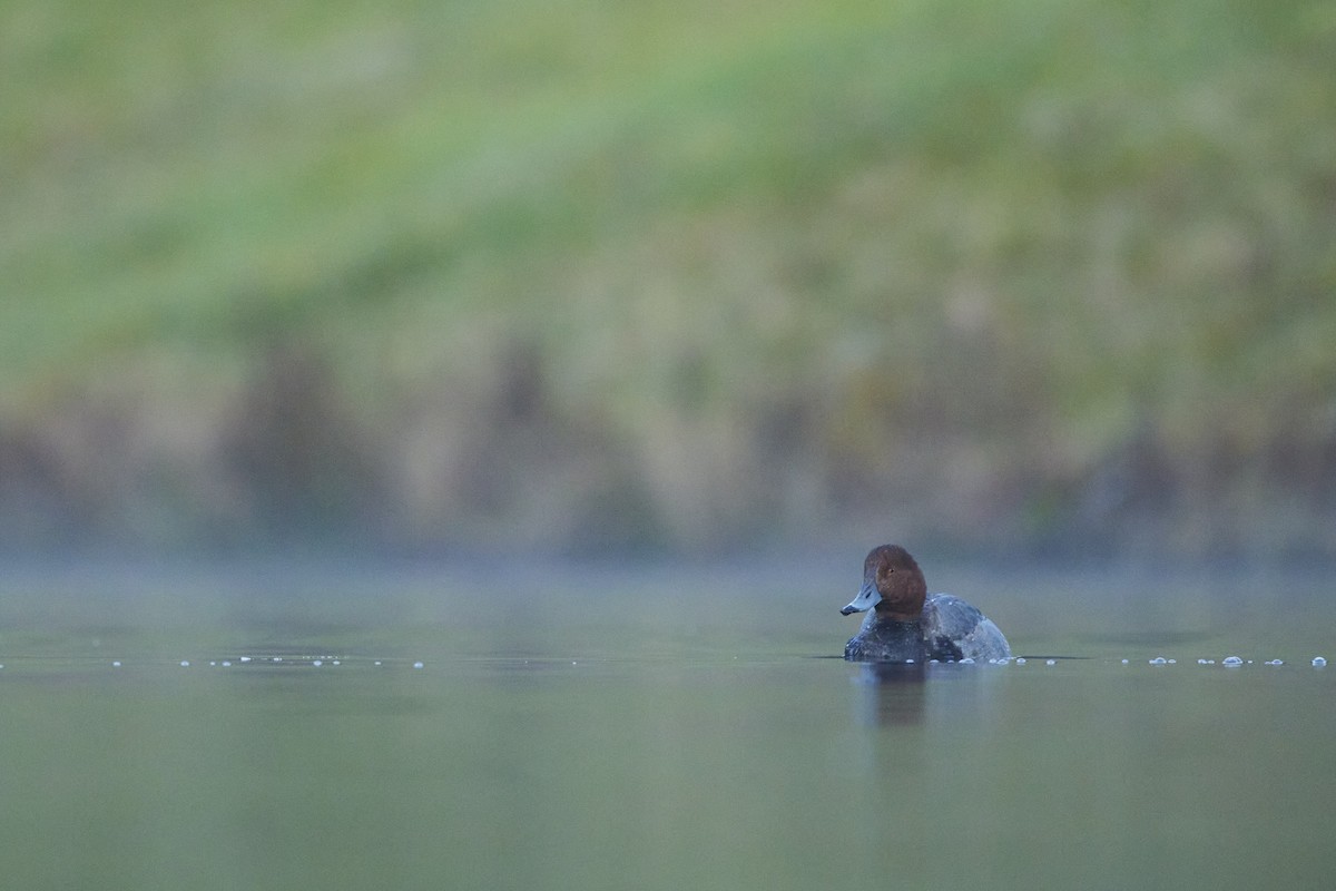 Redhead - ML646097452