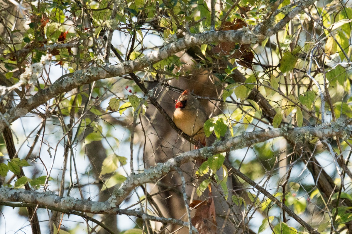 Cardinal rouge - ML646097453