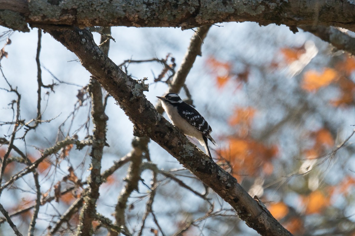 Downy Woodpecker - ML646097454