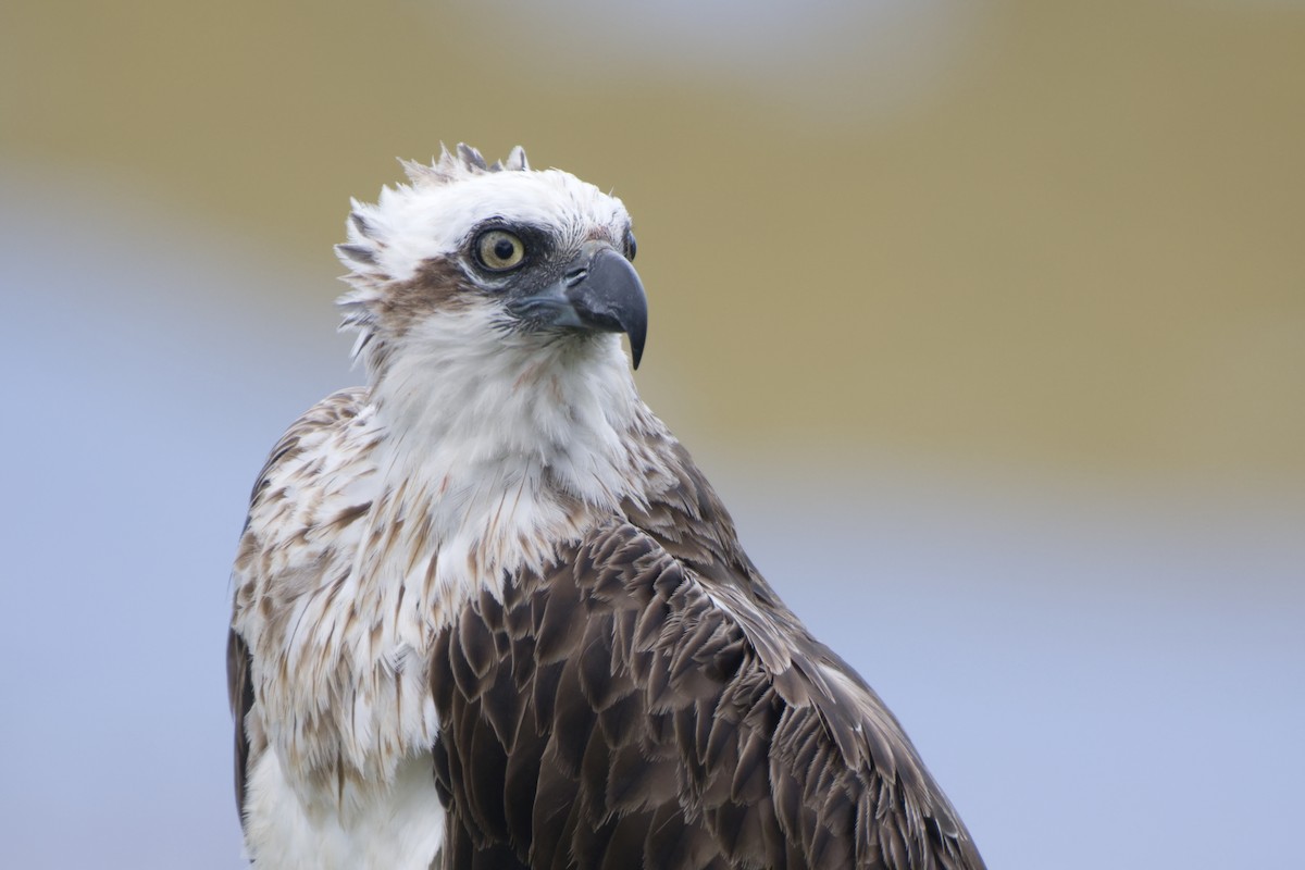 orlovec říční - ML646097458