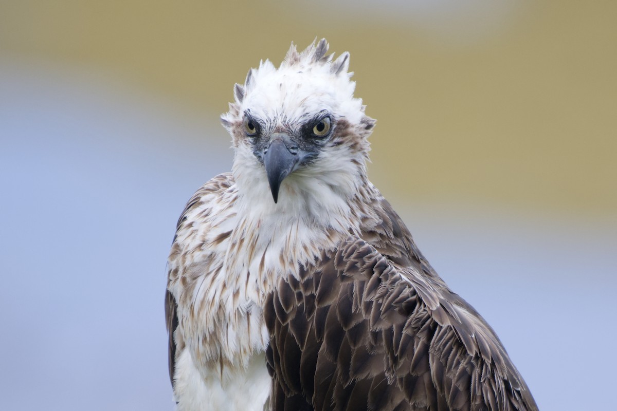 orlovec říční - ML646097459