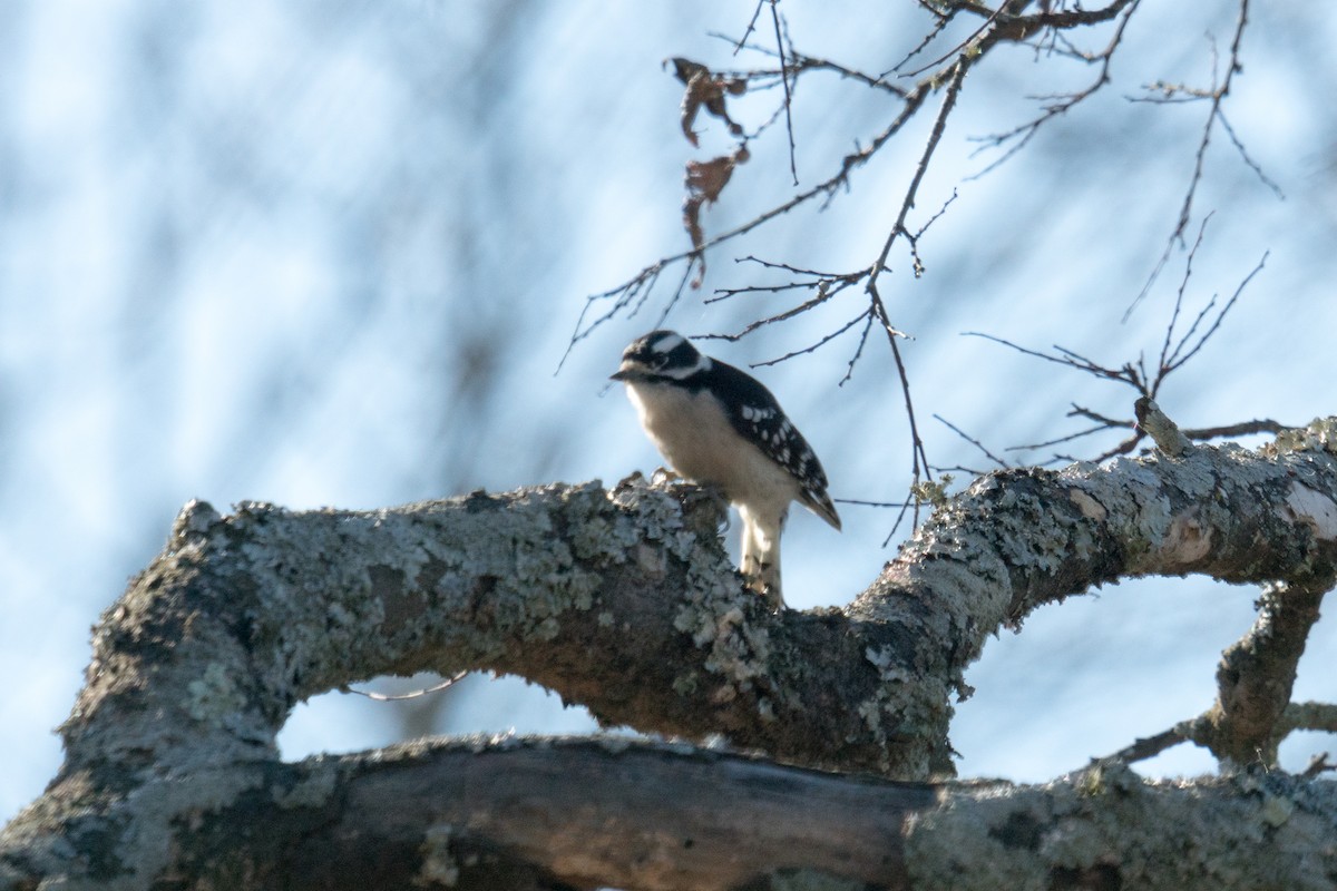 Downy Woodpecker - ML646097461