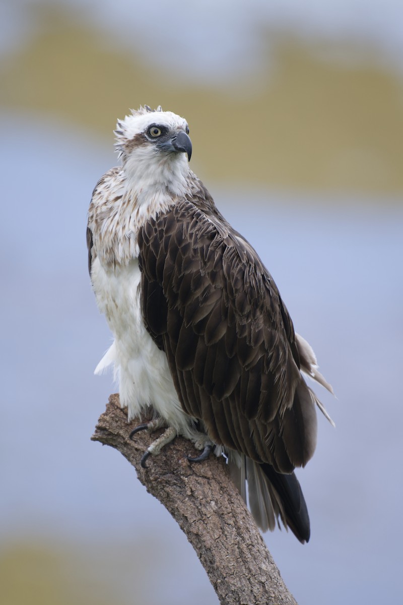 orlovec říční - ML646097462