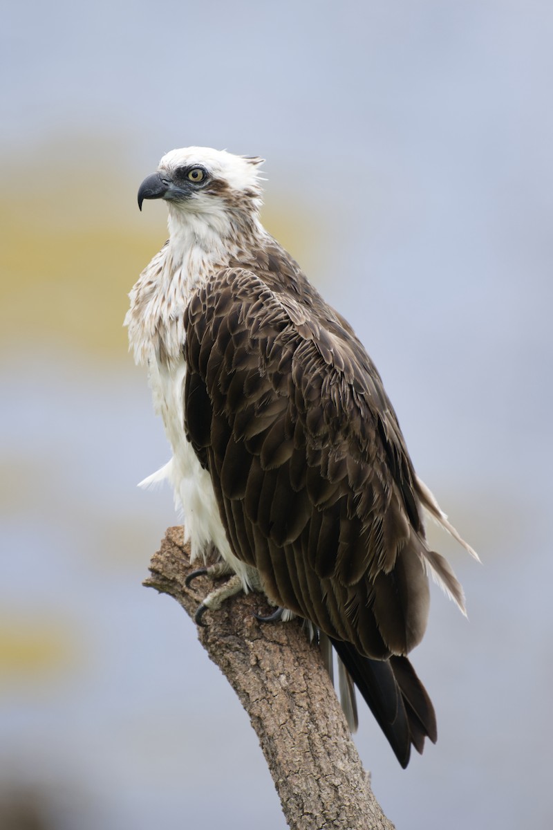 orlovec říční - ML646097463