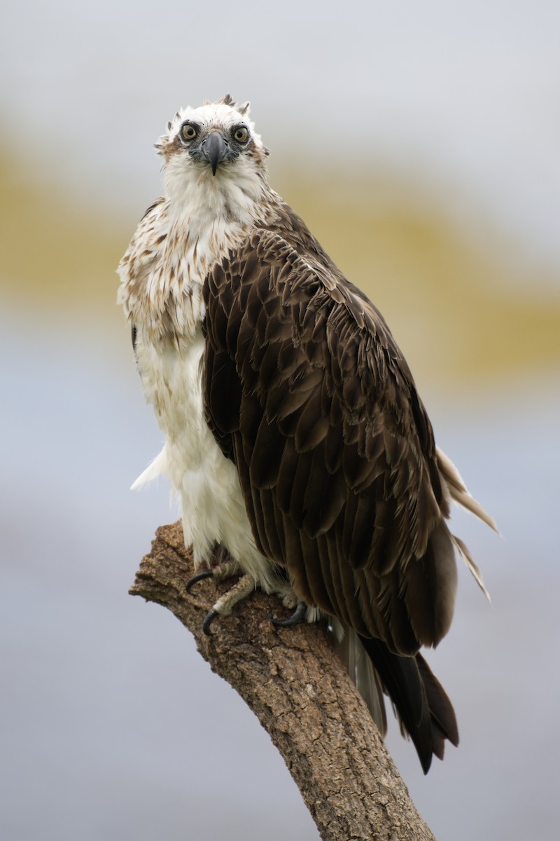 orlovec říční - ML646097464