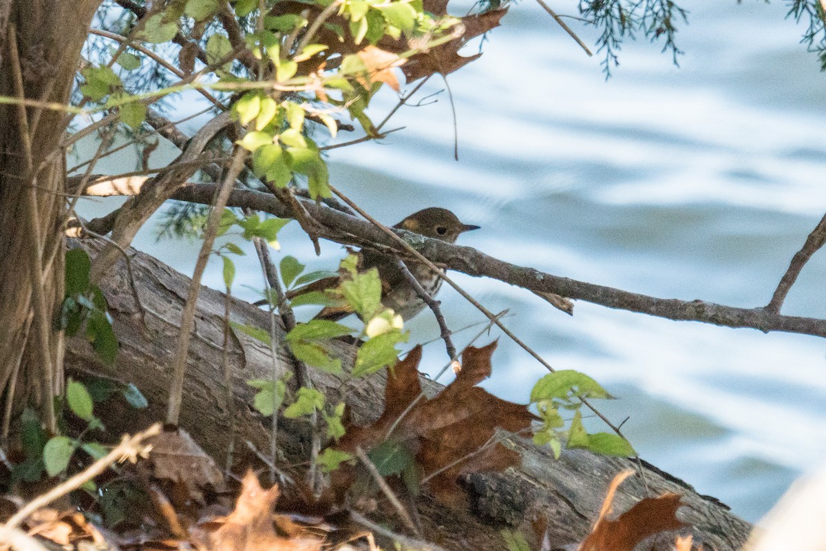 eremittskogtrost - ML646097465