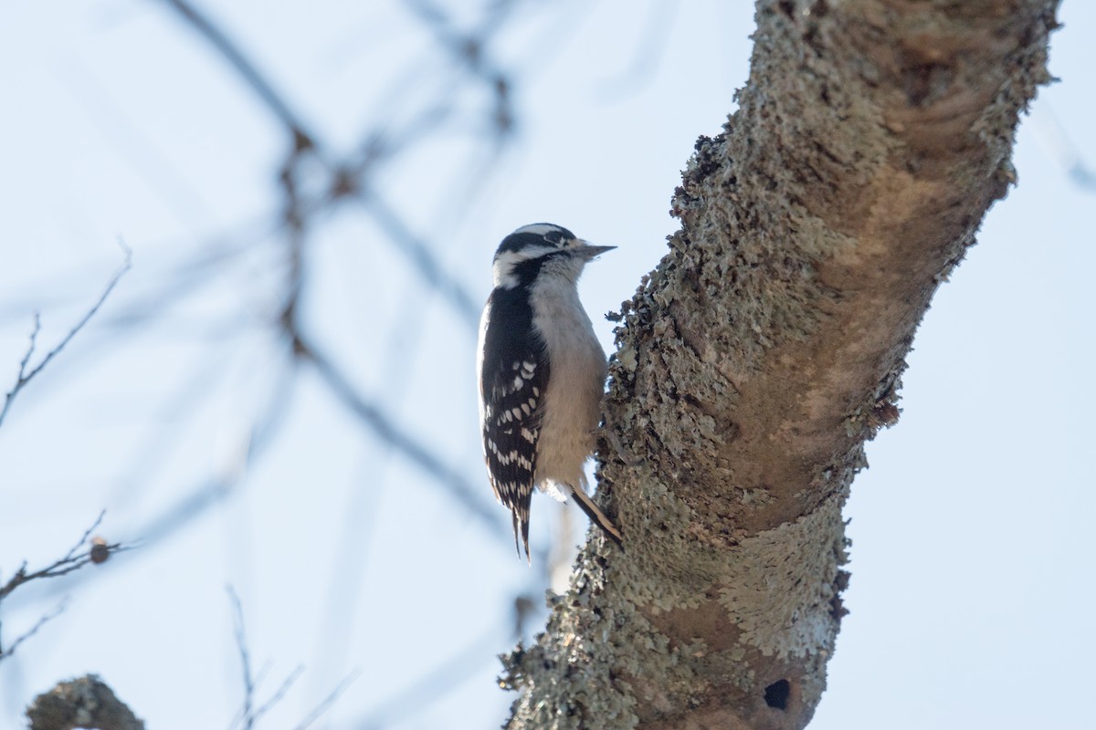 Downy Woodpecker - ML646097467