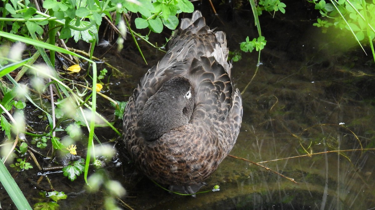 Brown Teal - ML646097469