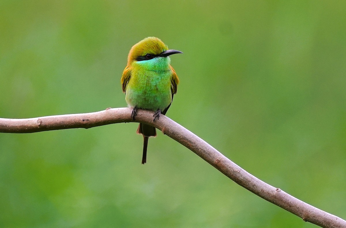 Asian Green Bee-eater - ML646097470