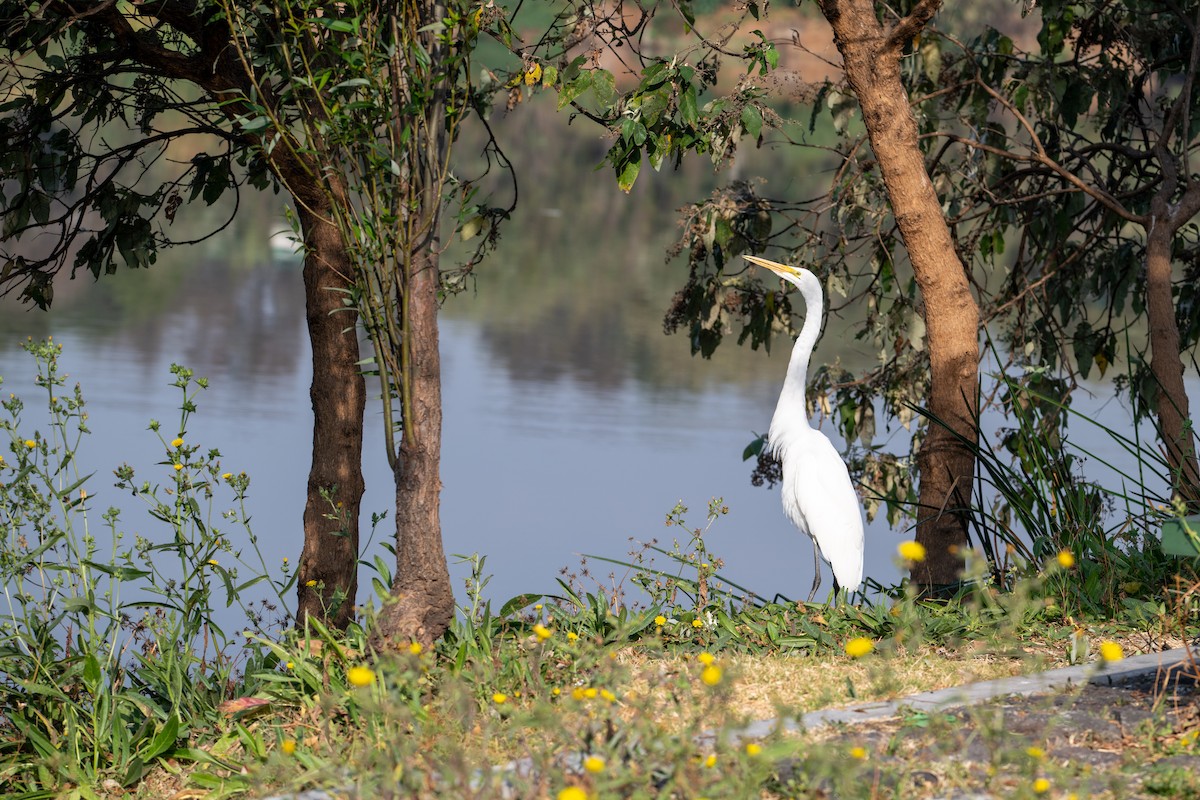 Airone bianco maggiore - ML646097475