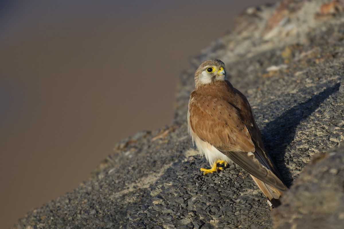 poštolka australská - ML646097478