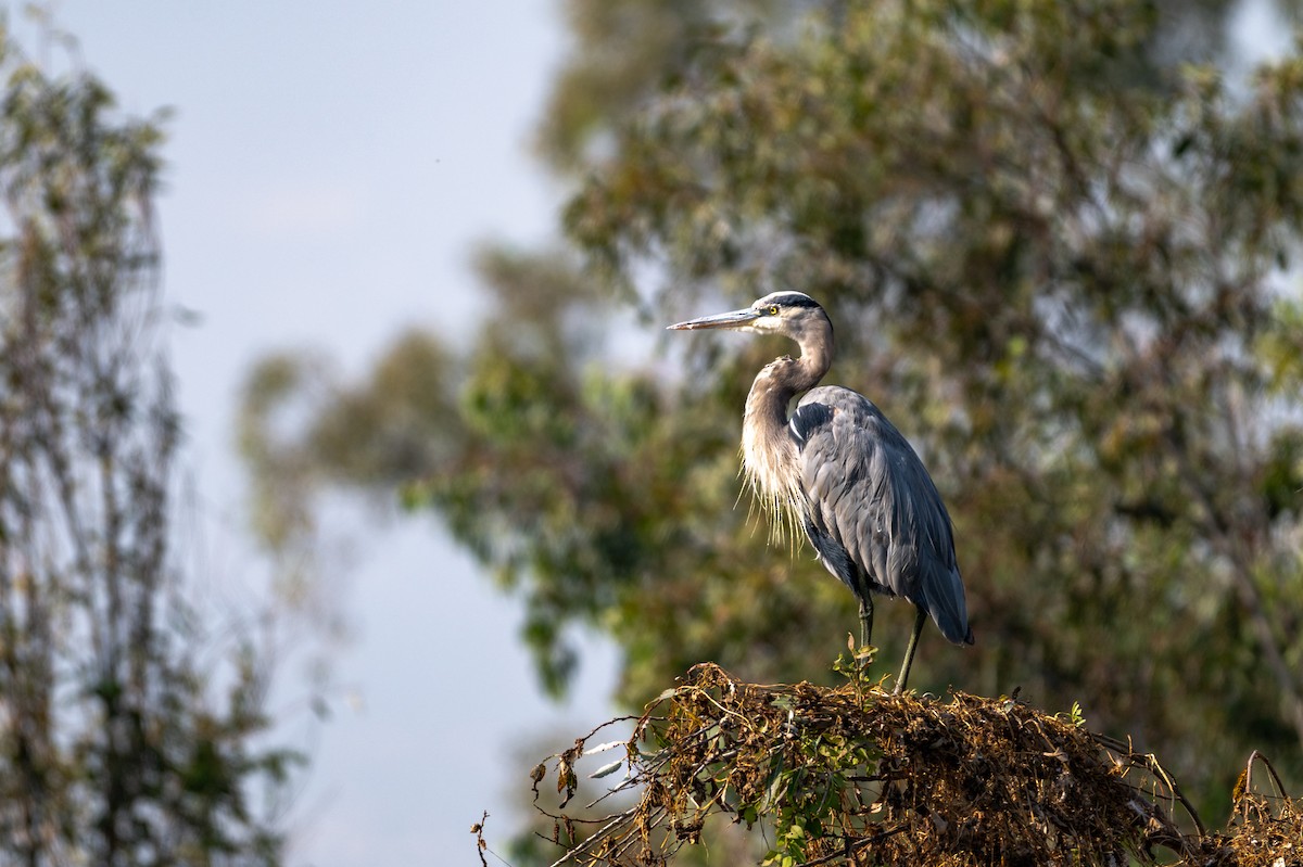 Great Blue Heron - ML646097480