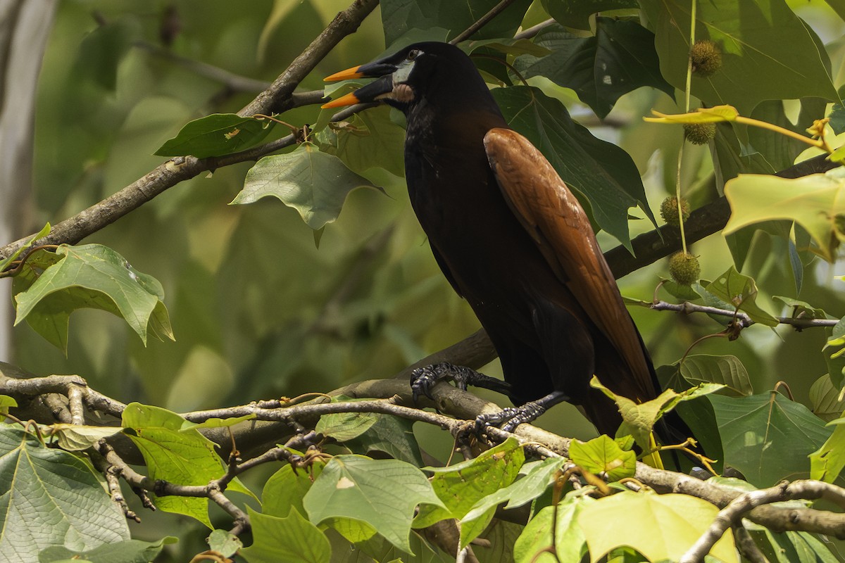 Montezuma Oropendola - ML646097481