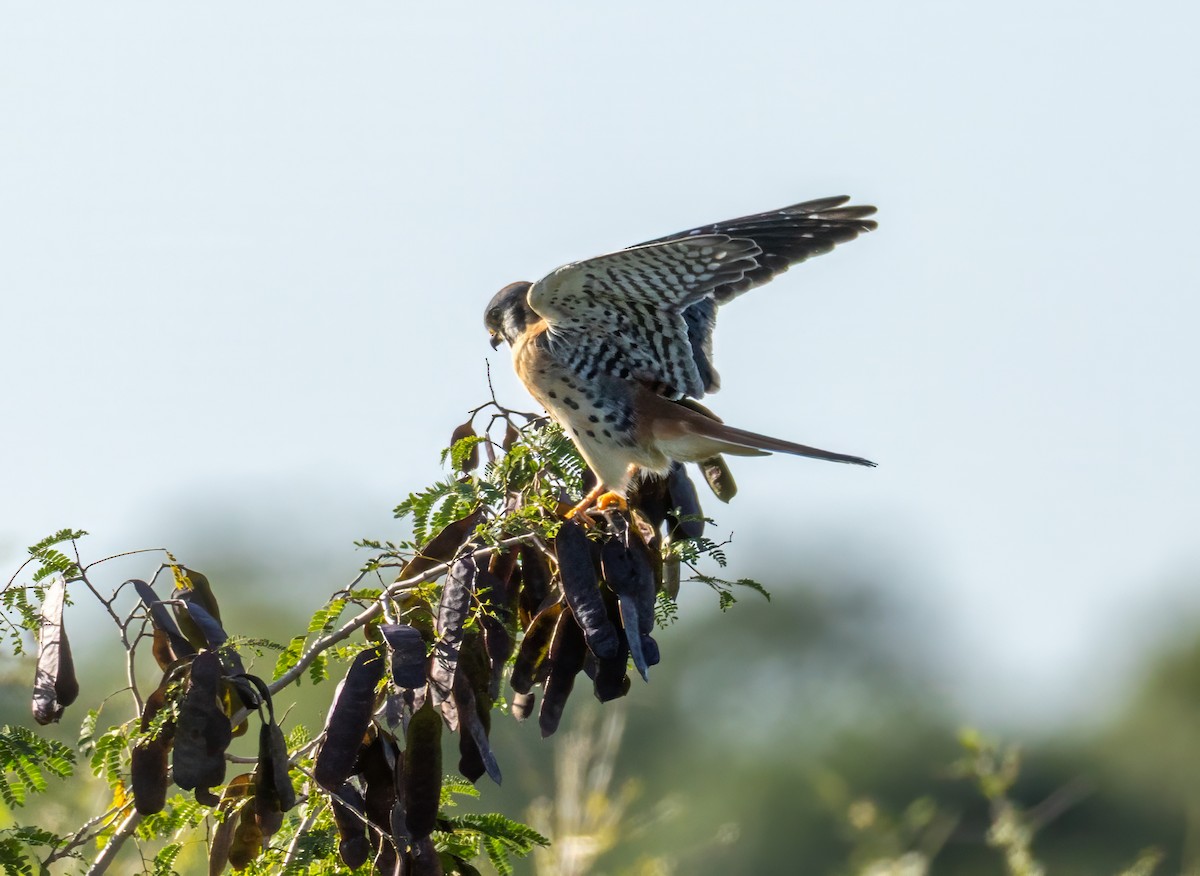 בז אמריקני - ML646097482