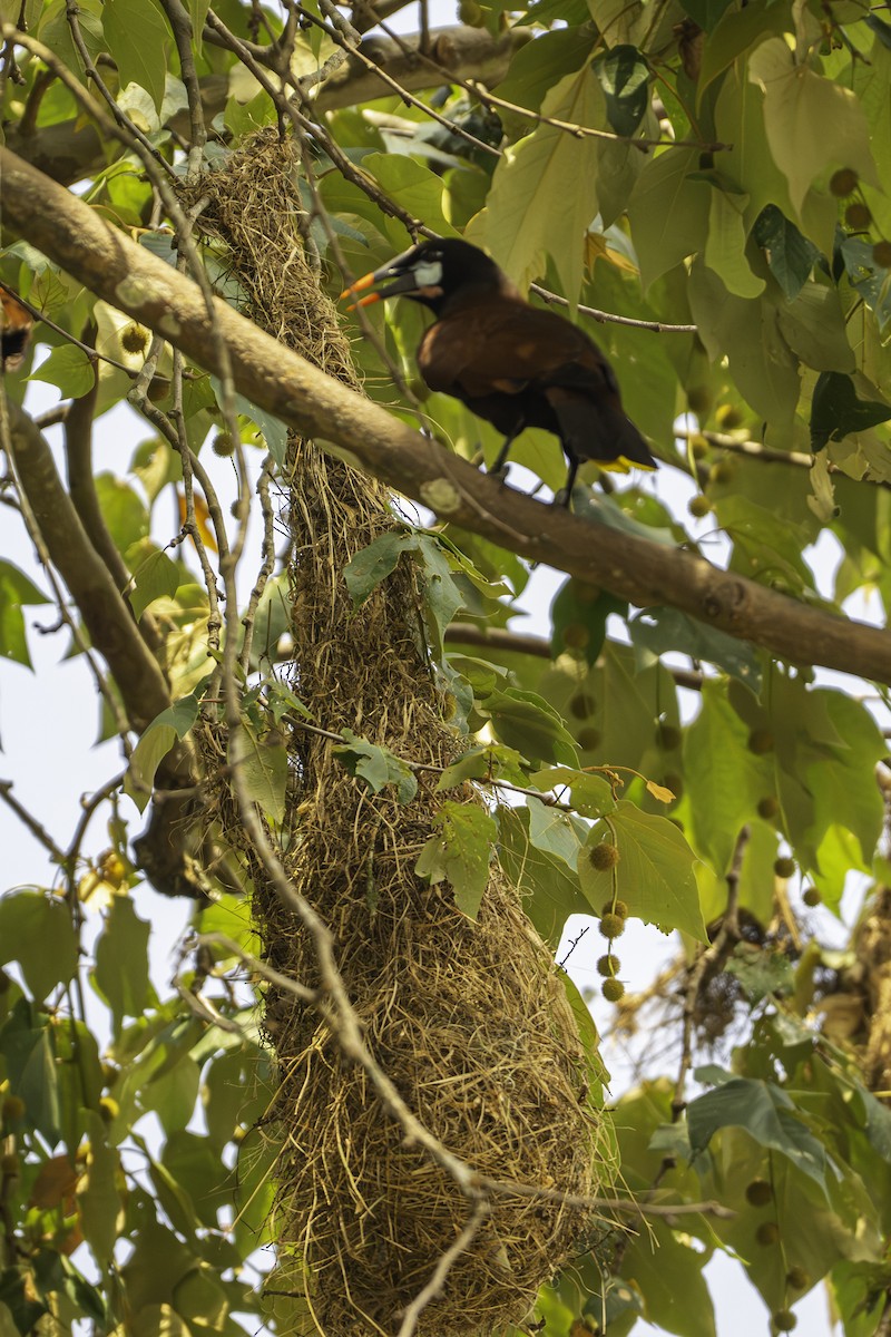 Montezuma Oropendola - ML646097483