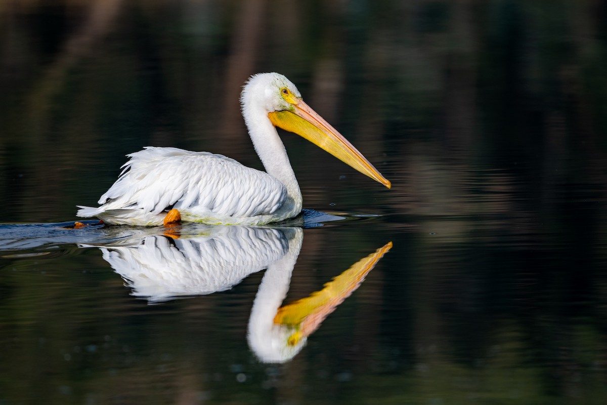 American White Pelican - ML646097486