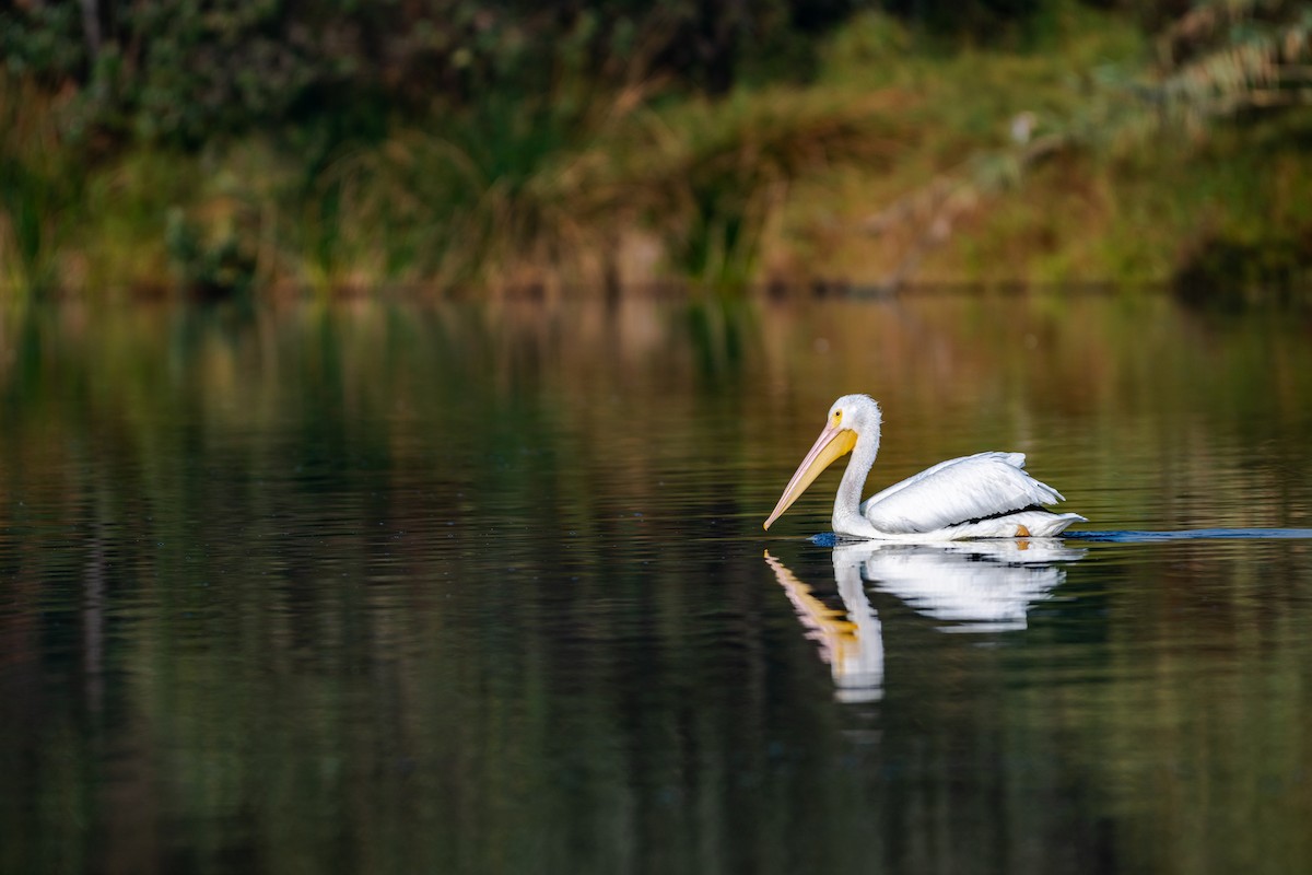 American White Pelican - ML646097487
