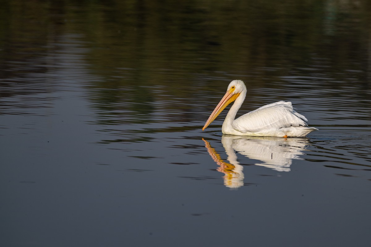 American White Pelican - ML646097488