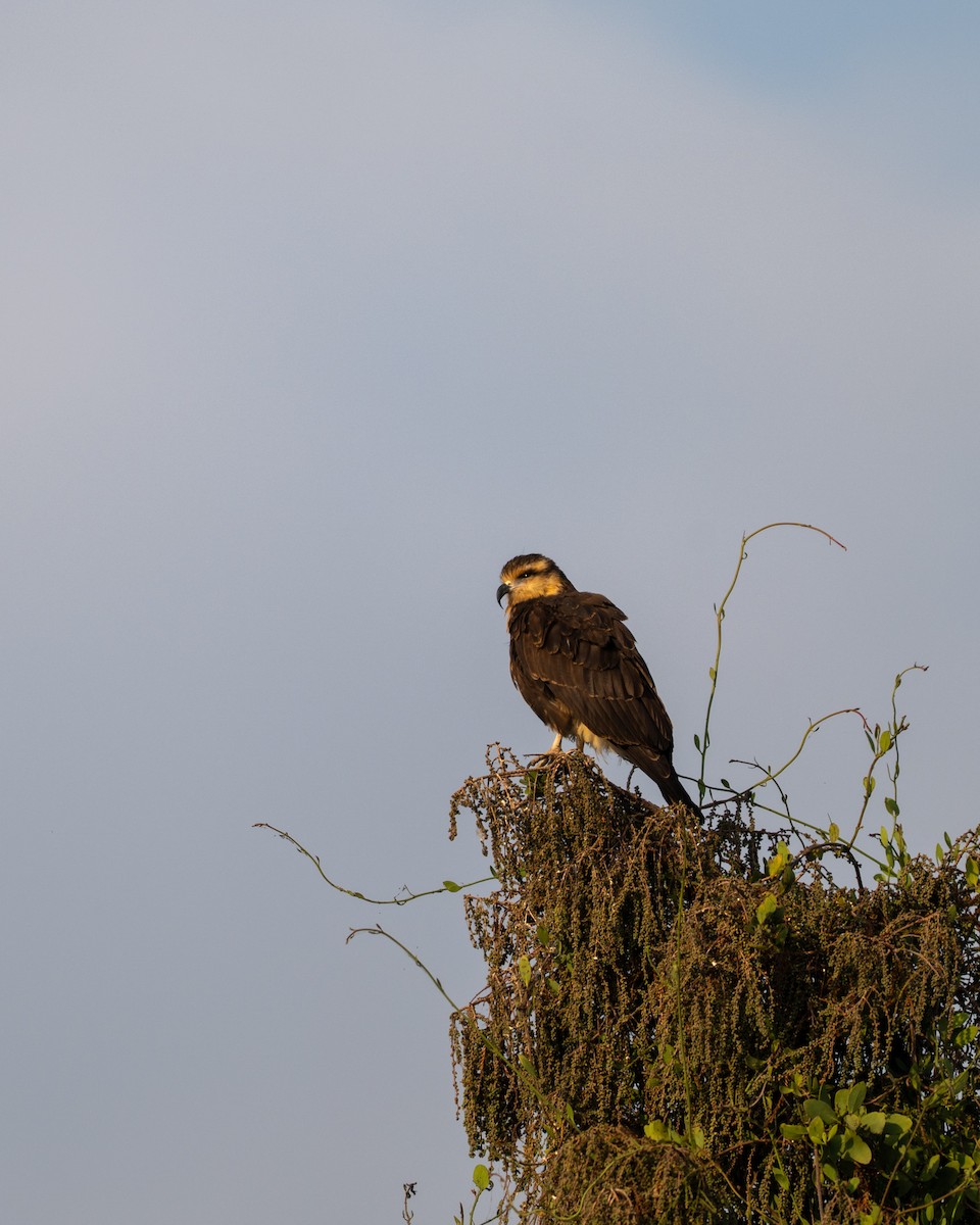 Snail Kite - ML646097501