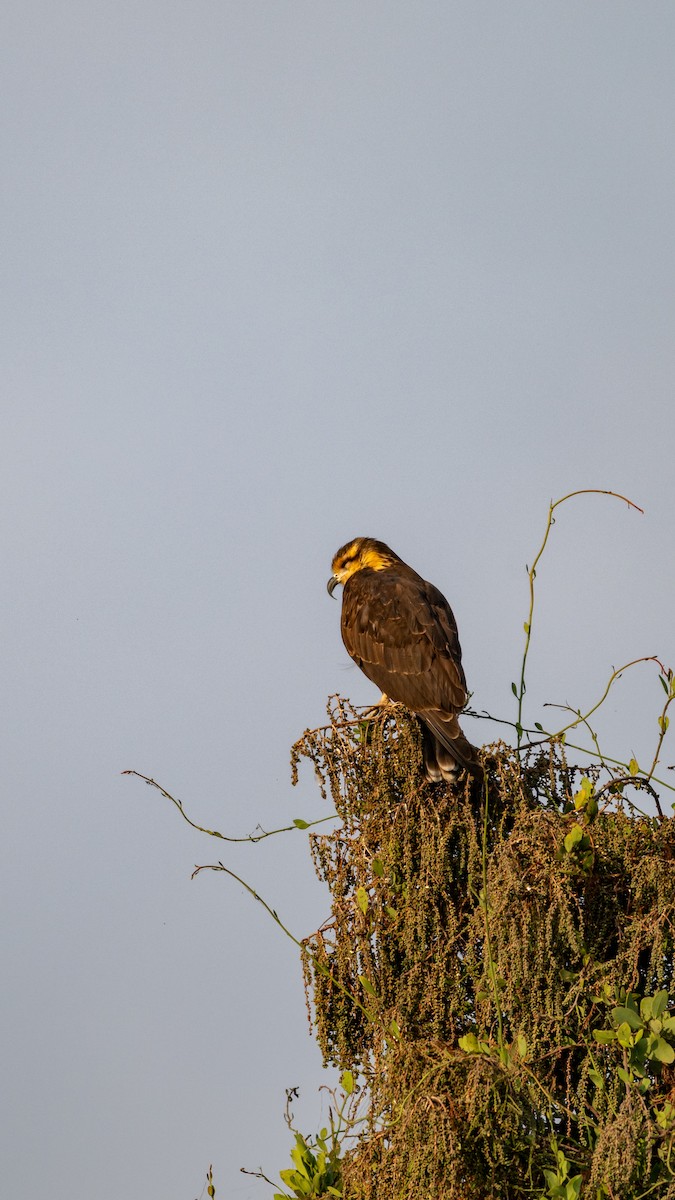 Snail Kite - ML646097502
