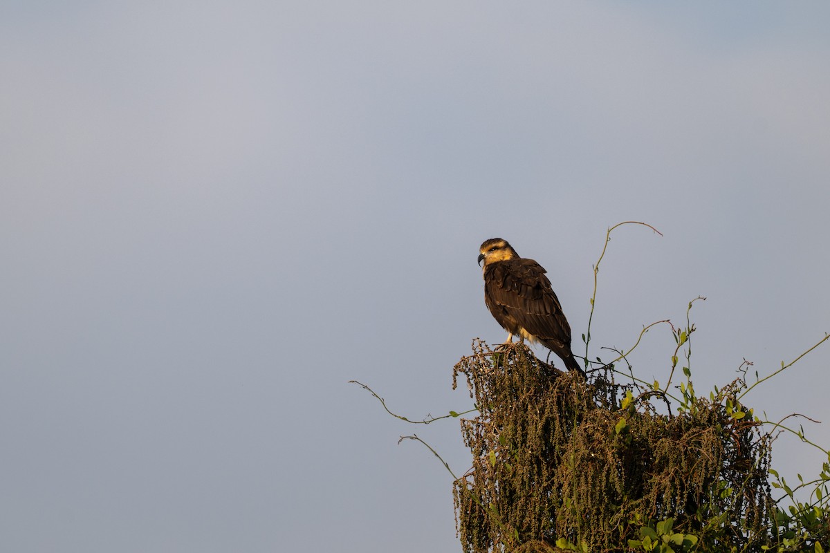 Snail Kite - ML646097503
