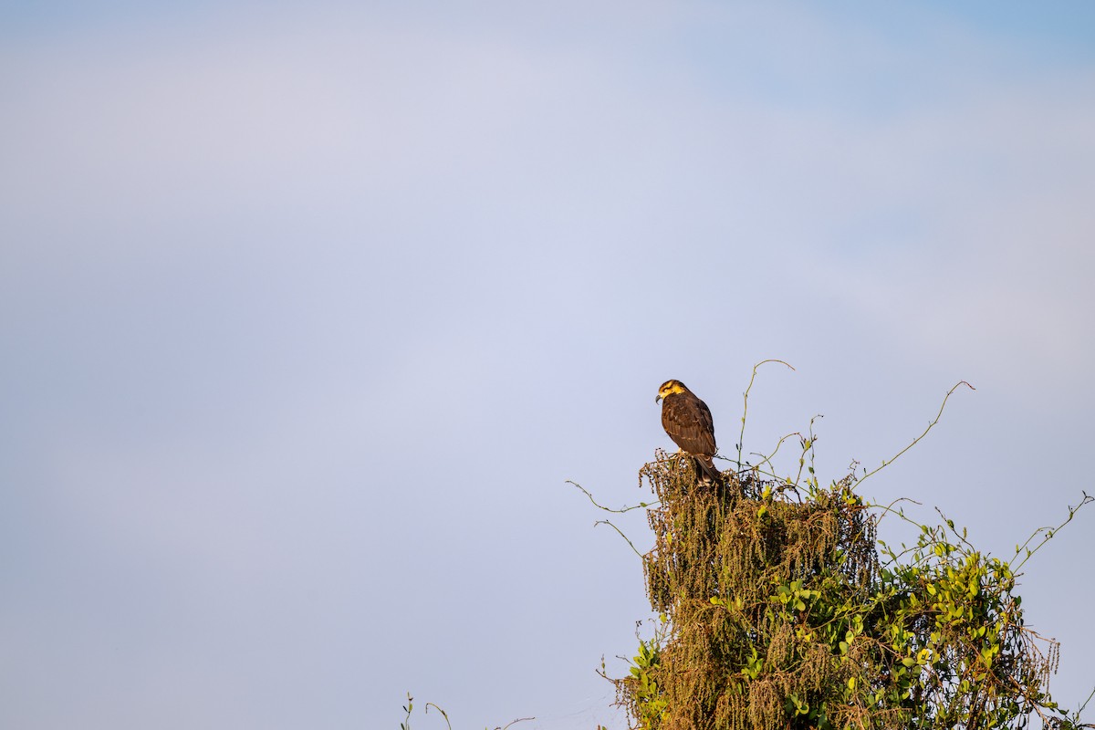 Snail Kite - ML646097504