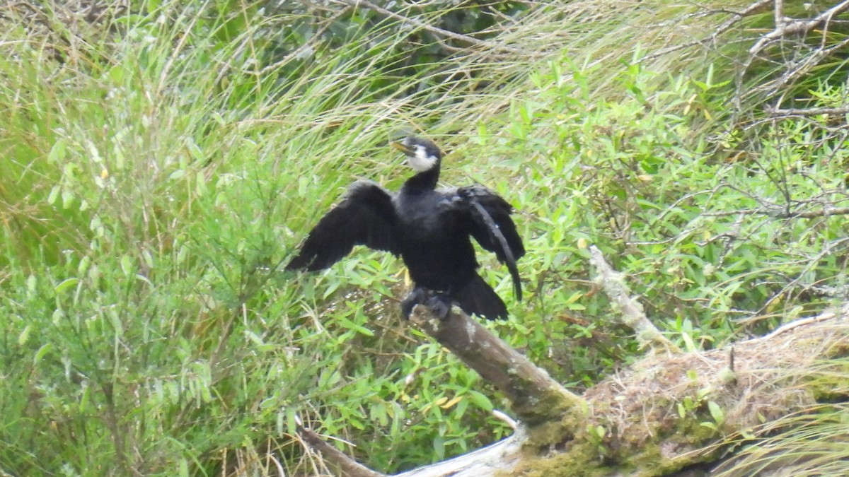 Little Pied Cormorant - ML646097507