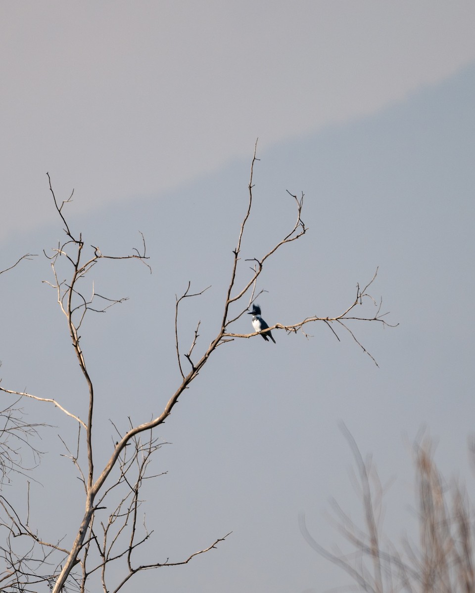 Belted Kingfisher - ML646097512