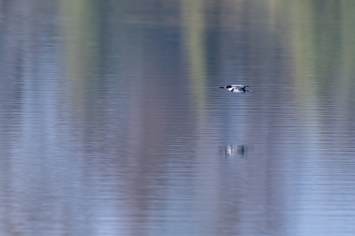 Belted Kingfisher - ML646097514