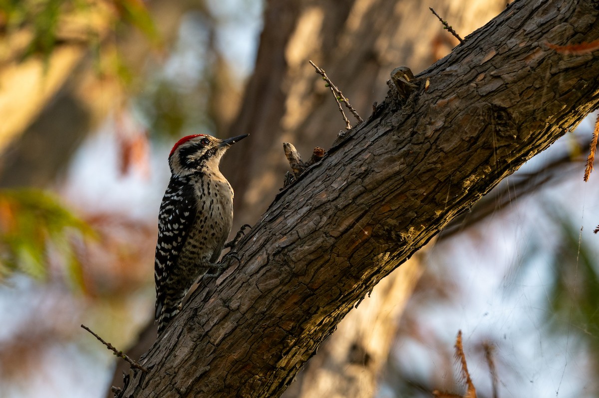Ladder-backed Woodpecker - ML646097520