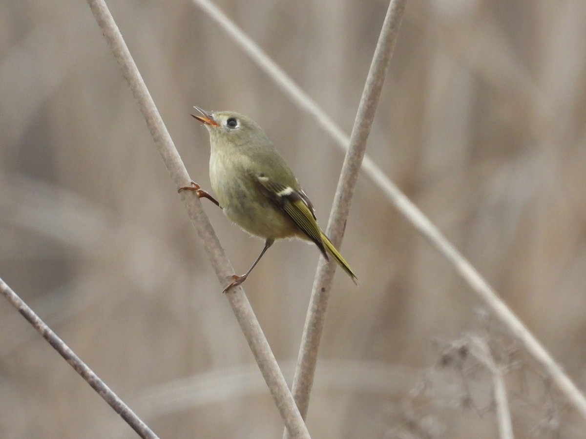 Ruby-crowned Kinglet - ML646097524