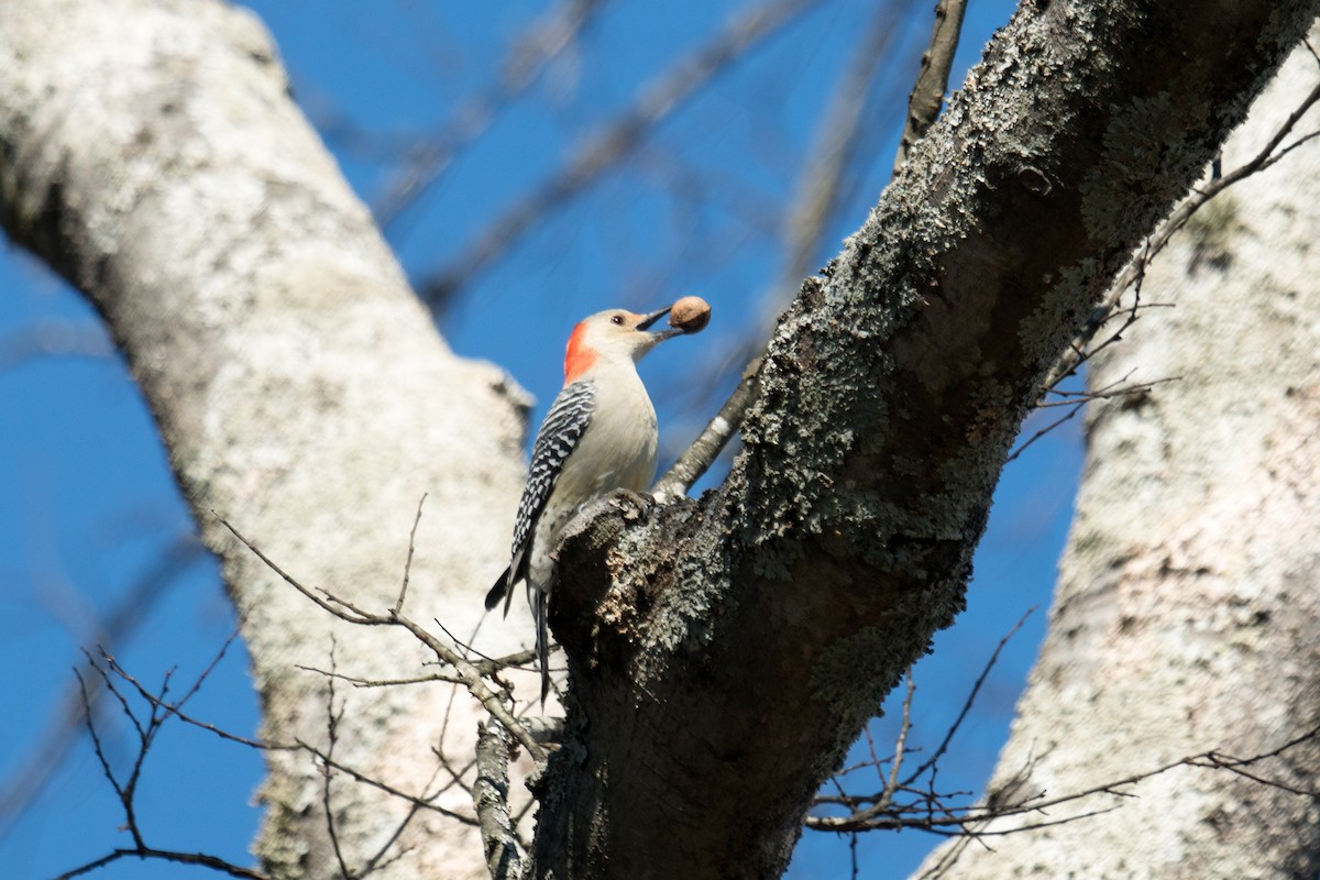Каролинский дятел - ML646097525