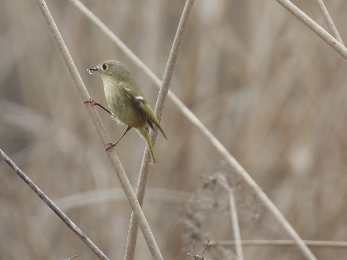 Ruby-crowned Kinglet - ML646097527