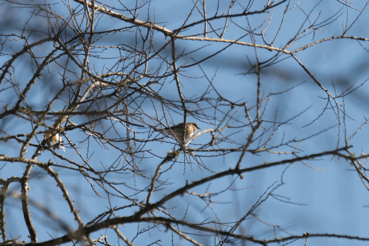 Yellow-rumped Warbler - ML646097528