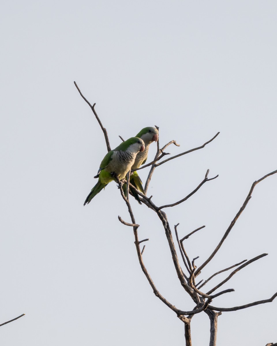 Monk Parakeet - ML646097546