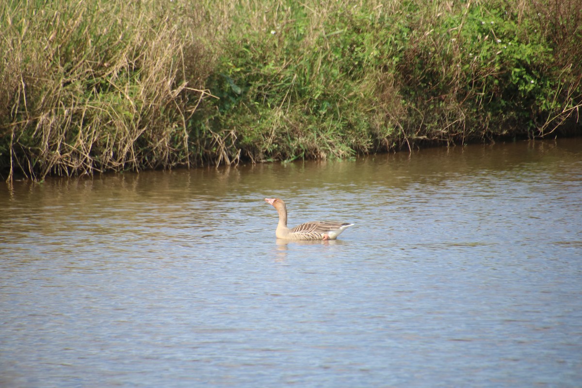 Гуска сіра - ML646097550