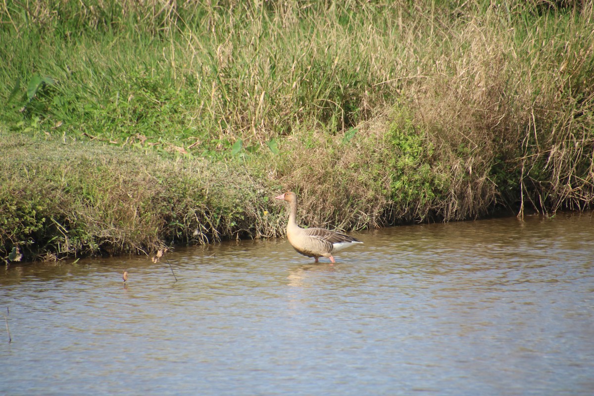 Гуска сіра - ML646097551