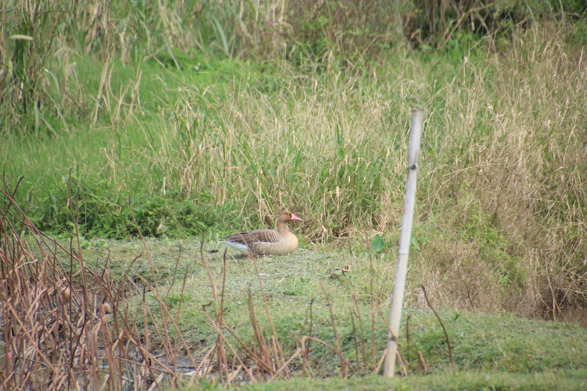 Гуска сіра - ML646097552