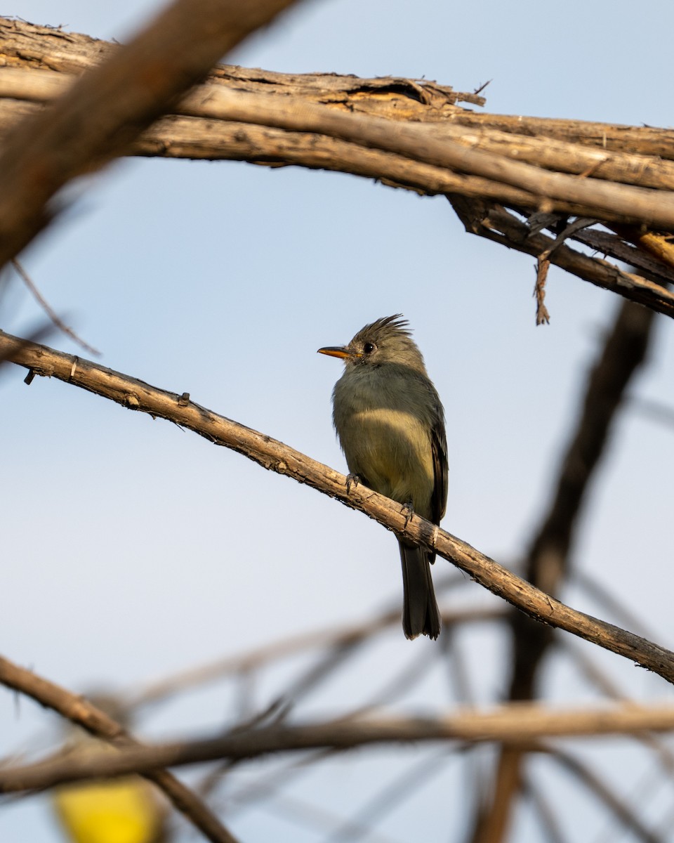 Greater Pewee - ML646097553