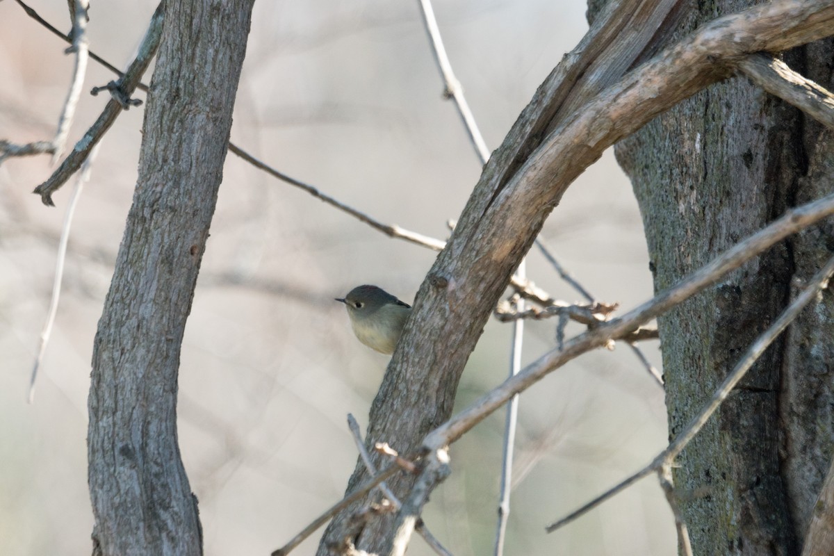 Ruby-crowned Kinglet - ML646097556