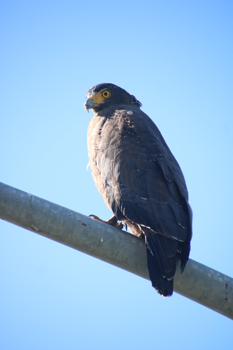 Culebrera Chiíla - ML646097558