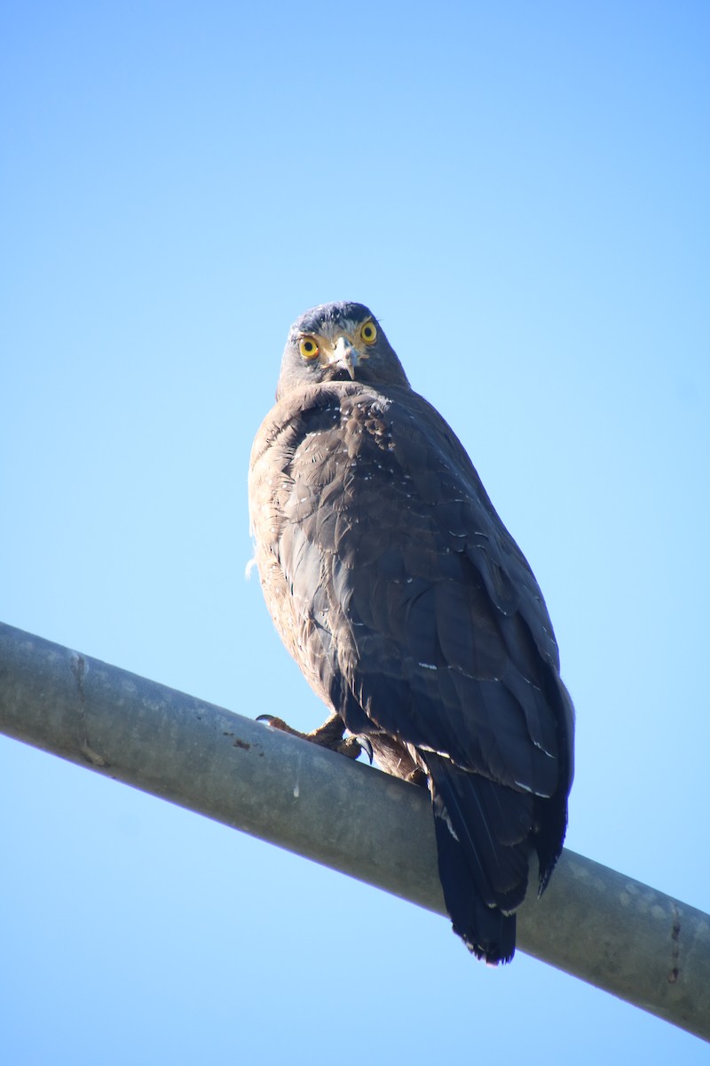 Culebrera Chiíla - ML646097559